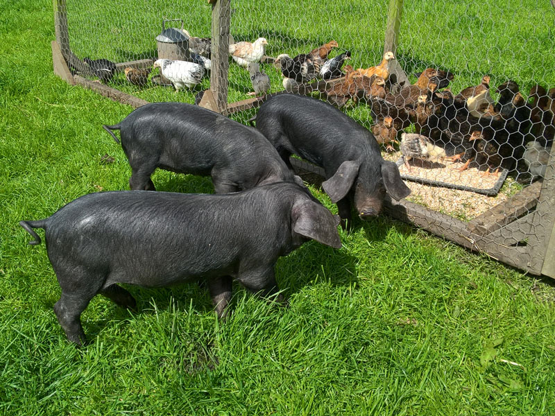 Acton Scott Working Farm